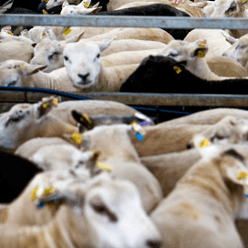 NSFO start onderzoek naar resistentie wormmiddelen