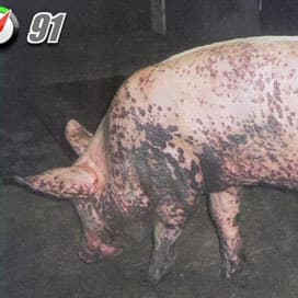 Circo