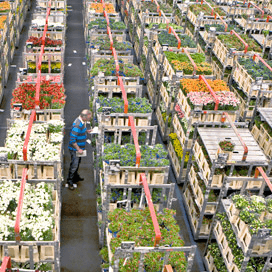 Exportwaarde bloemen en planten gestegen
