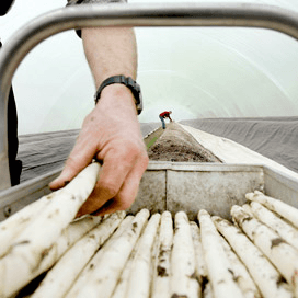 Aspergeseizoen donderdag officieel van start