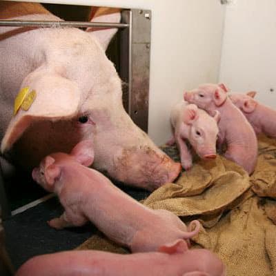 Geïntegreerde veehouderij