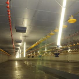 Vier nieuwe stallen met plafondventilatie