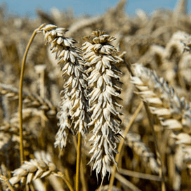 Meer Franse tarwe en gerst, minder koolzaad