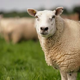 DNA-onderzoek bewijst diefstal schapen