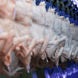 Exportproblemen frustreren kuikenmarkt