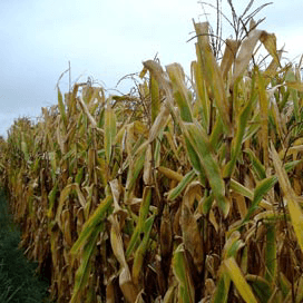 EU teelt 15 procent meer transgene mais