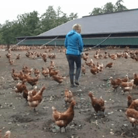 Passie voor biologische leghennen
