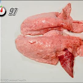 Mycoplasma