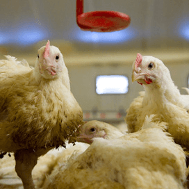 Agrifirm: gescheiden mesten van hanen en hennen