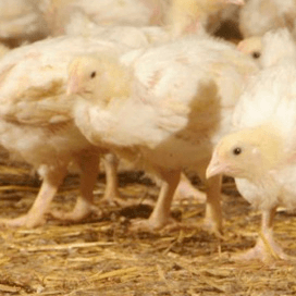 Boetes om overtredingen salmonellaregels