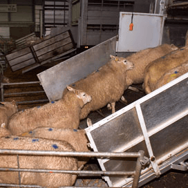 Goede handel op veemarkt Leeuwarden