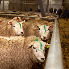 ‘Geen slacht meer van schapen met geel oormerk’