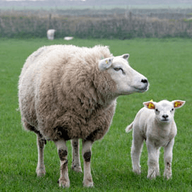 Zachte winter geeft kans op worminfecties