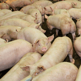 2013 beter dan verwacht voor Britse varkenshouder