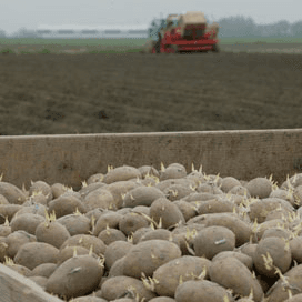 Nieuwe regels pootgoed tegen PSTVd