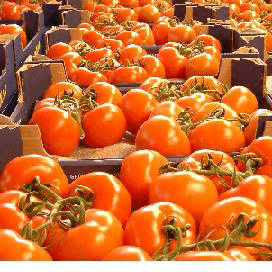 Minder export groente en fruit, uienexport groeit