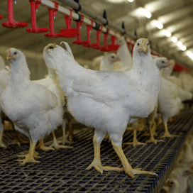 Novi-Pluim komt met nabetaling van 5 cent