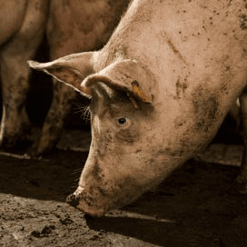 Nog een Duits varkensbedrijf getroffen door brucellose