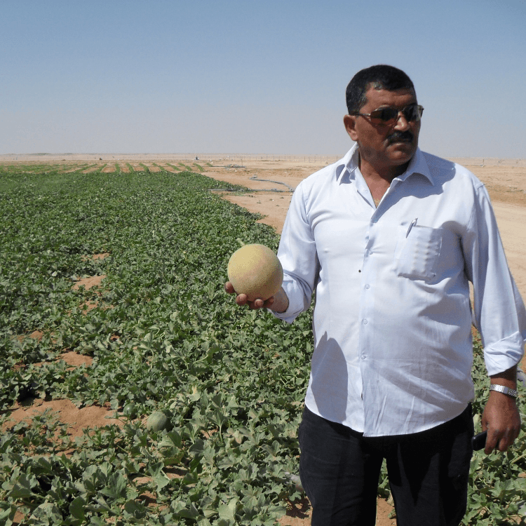 Aardappelteelt in Oman
