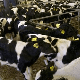 Informatieuitwisseling melkvee- en kalverhouderij