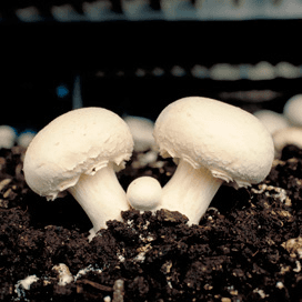Minder overtredingen in champignonsector
