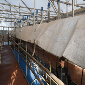 Dierenwelzijn sterk verbeterd in open stal