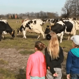 Koeiendans in Aalten