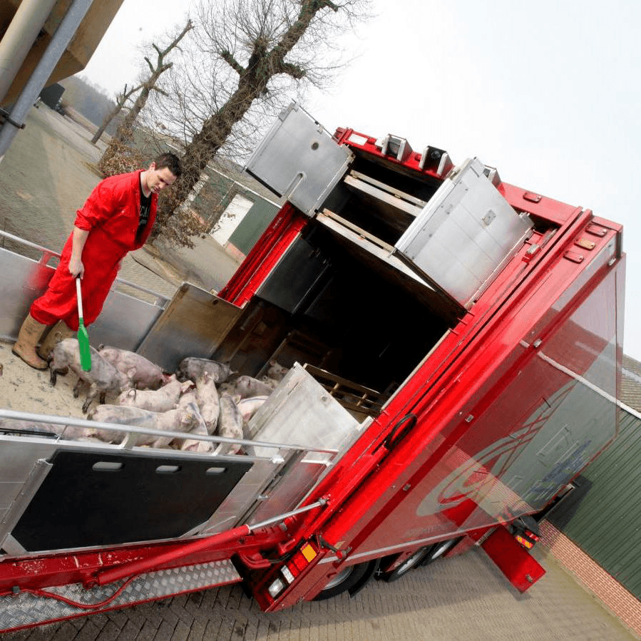 Varken beter af in gesloten wagen