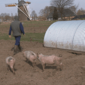 Vleesvarkens van geboorte tot slacht in de wei