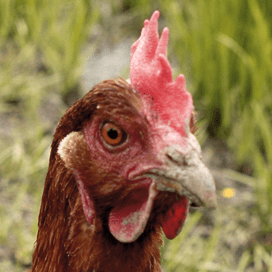 Biologisch lift mee op succes intensief