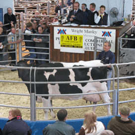 British Friesian duurste koe op Britse veiling
