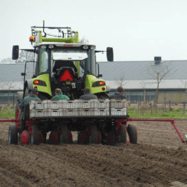 Biologische pluimveehouders planten olifantsgras in uitloop