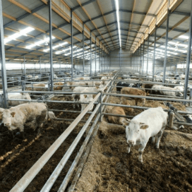Innovatie én welzijn in nieuwe vleesveestal