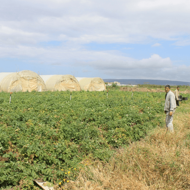 Phytophthora is plaag in Algerije