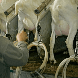 Verwerkers geitenmelk houden concurrentie erin