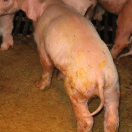 Coli en Clostridium diarree