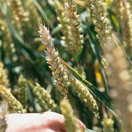 ‘Warmte april verergert fusarium’