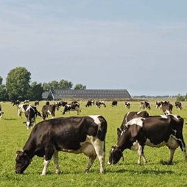 Goede grazers