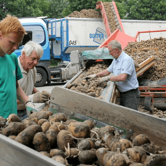 Moeizaam geoogste aardappelen goed uit de schuur