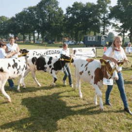 Zonnig jubileum voor Kalver Opfok Club Markelo