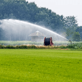 Hogere suikeropbrengst bij beregenen