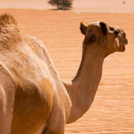 Mers-virus mogelijk afkomstig van dromedaris