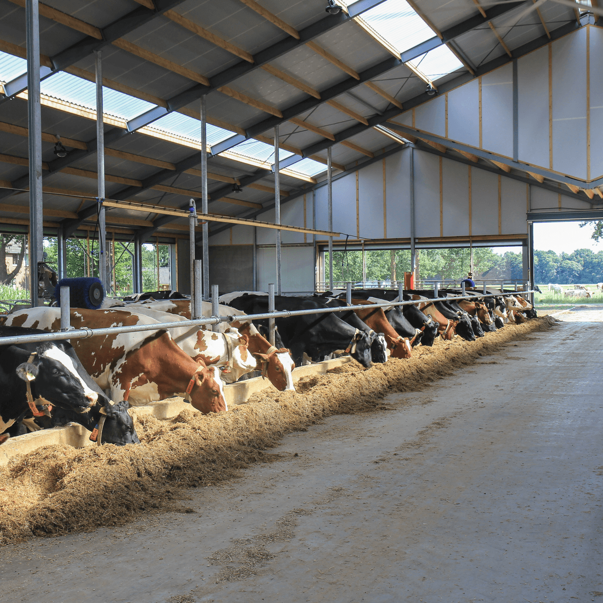 Strak koemanagement in nieuwe stal