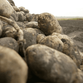 Aardappeloogst VS boven verwachting