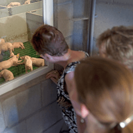 NVV en LTO helpen bij varkensweekend