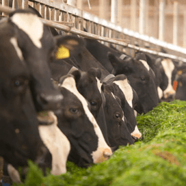 Wat te doen met grondloze groeiers?