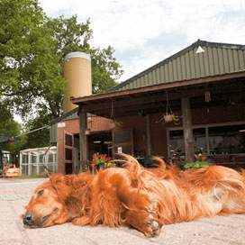Kerst 2013: Honden op de boerderij én een uitdagende puzzel