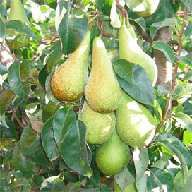 Brazilië opent grens voor Nederlandse peren