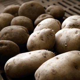 Rusland importeert Nederlands pootgoed