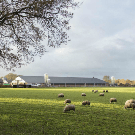 Met derde stal naar 23.500 kippen